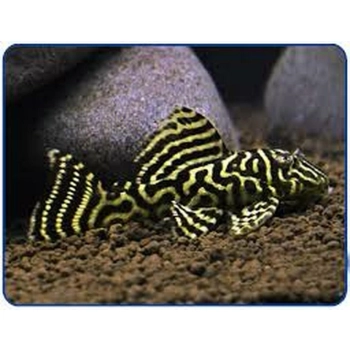 Zbrojnik Hypancistrus sp. L-340 - Mega Clown Pleco