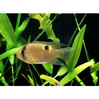 Akara z Maronii - Cleithracara Maronii