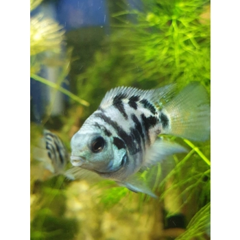 Pielęgnica Papuzia Blue Tiger - Parrot Cichlid Blue Tiger