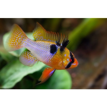 Pielęgniczka Ramireza - Microgeophagus ramirezi