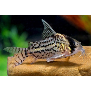 Kirysek Scwartzi - Corydoras Schwartzi