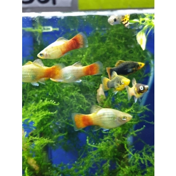 Zmienniak plamisty - Platka - Xiphophorus maculatus