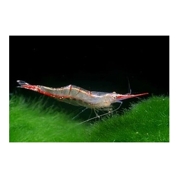 Krewetka Pinokio - Red Nose - Caridina gracilirostris