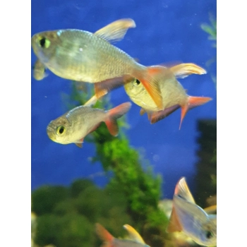 Bystrzyk kolumbijski - Hyphessobrycon columbianus