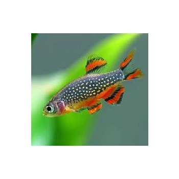 Razbora Galaxy - Niebiański Danio Perłowy - Danio margaritatus - Celestichthys margaritatus