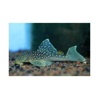 Zbrojnik L-128 Hemiancistrus blue Phantom