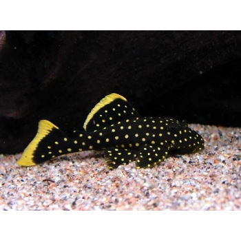 Zbrojnik L177 - Baryancistrus xanthellus Golden Nugget