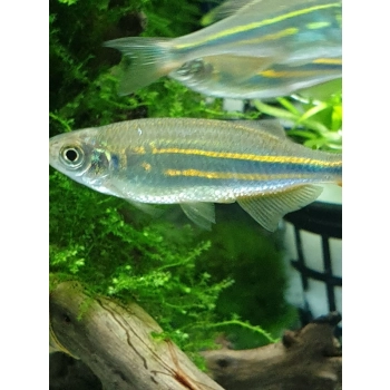 Danio Malabarskie - devario malabaricus