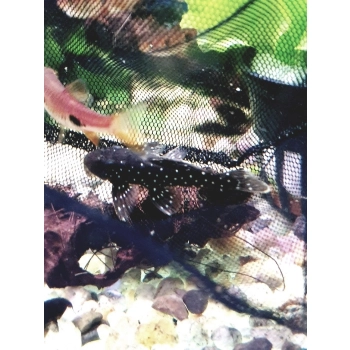 Glonojad Zbrojnik L30 Spectracanthicus punctatissimus