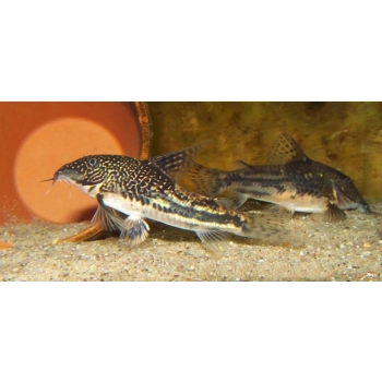 Kirysek Brodaty (Czaprakowy) - Corydoras Barbatus