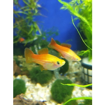 Mieczyk ananasowy - Xiphophorus hellerii pinapple