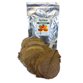 Catappa leaves-duże liście ketapangu