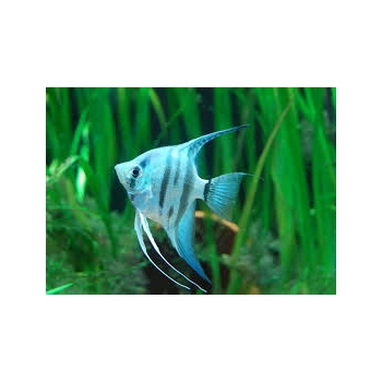 Skalar niebieski - philippine blue - Pterophyllum scalare