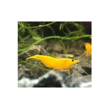Krewetka Yellow Neon - Neocaridina heteropoda var Yellow