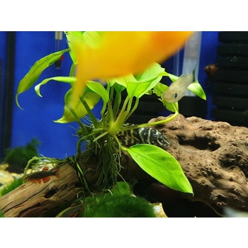 Zbrojnik Hypancistrus sp. L-340 - Mega Clown Pleco