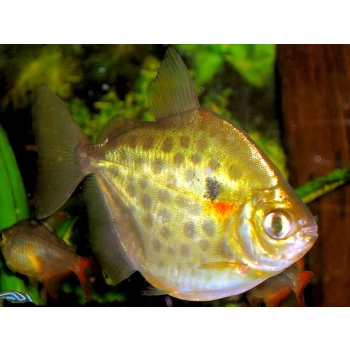 Metynnis nakrapiany - Płaskobok Metynnis maculatus