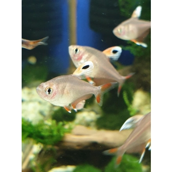 Bystrzyk ornatus białopłetwy - Hyphessobrycon bentosi var. White Fin