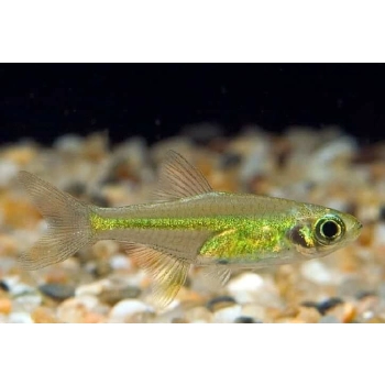 Razbora Kubotai - Microrasbora kubotai