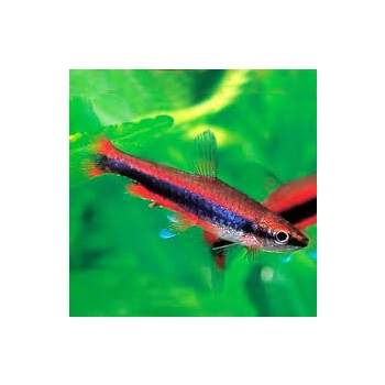 Drobnoustek Beckforda - Nannostomus beckfordi RED