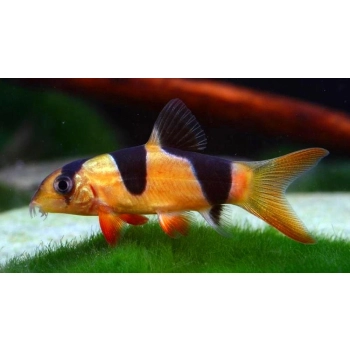 Bocja wspaniała - Botia macracanthus