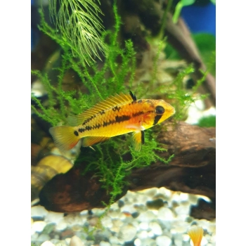 Pielęgniczka Viejita – Apistogramma viejita
