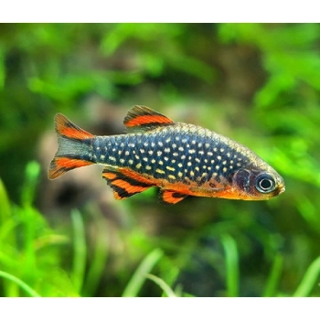 Razbora Galaxy - Niebiański Danio Perłowy - Danio margaritatus - Celestichthys margaritatus