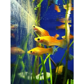 Mieczyk ananasowy - Xiphophorus hellerii pinapple