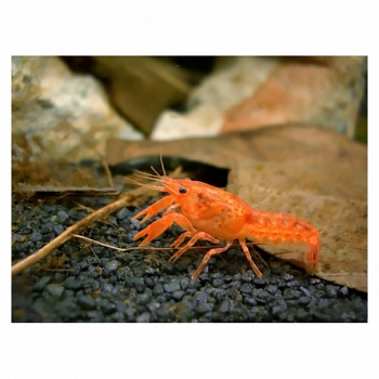 Rak mini Orange CPO - Rak Cambarellus Patzcuarense Orange