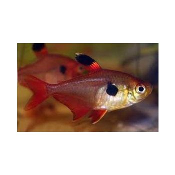 Bystrzyk barwny - Minor - Hyphessobrycon eques