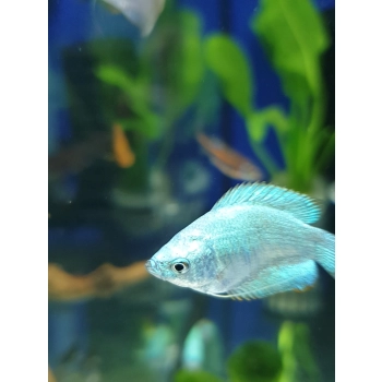 Prętnik karłowaty kobaltowy -Trichogaster lalius Cobalt