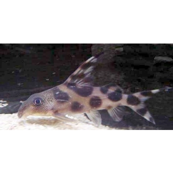 Giętkoząb ozdobny - Synodontis Decorus