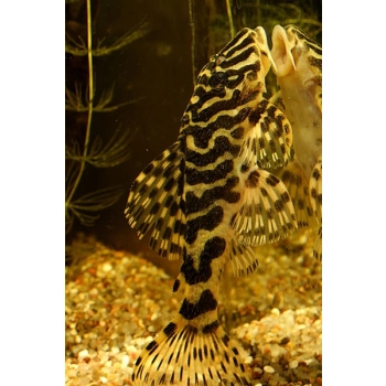 Zbrojnik Peckoltia Compta L134 - glonojad