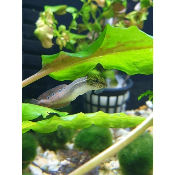 Długonos ciernisty (Węgorek ciernisty) - Macrognathus aculeatus
