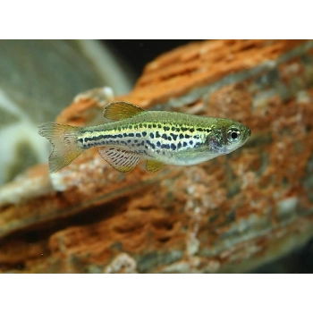 Danio Lamparcie - Danio rerio var. frankei
