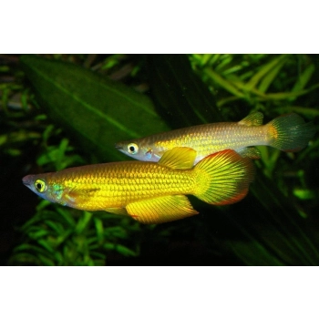 Szczupieńczyk złoty Aplocheilus lineatus Gold