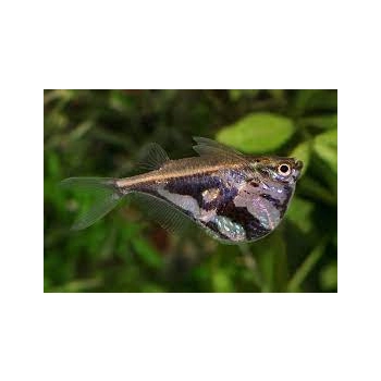 Pstrążenica marmurkowa-Carnegiella strigata