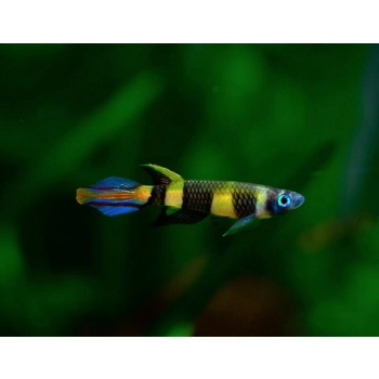Szczupieńczyk karłowaty-epiplatys annulatus