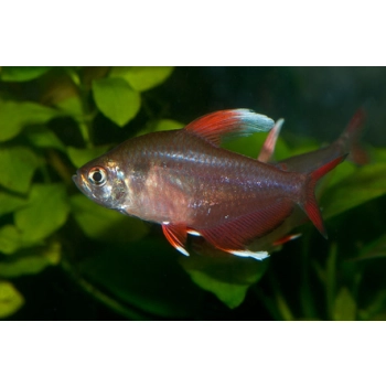 Bystrzyk ornatus białopłetwy - Hyphessobrycon bentosi var. White Fin