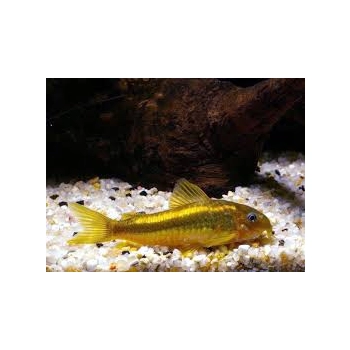 Kirysek Gold Laser CW 010 - Corydoras Peru Gold stripe