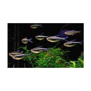Neon Czarny - Bystrzyk Axelroda - Hyphessobrycon herbertaxelrodi
