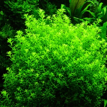 Micranthemum micranthemoides – roślina akwariowa z uprawy podwodnej