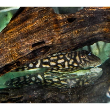 Zbrojnik L354 Spectracanthicus cf. zuanoni