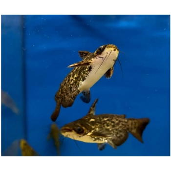 Sumik Fishera - Trachelyopterus fisheri