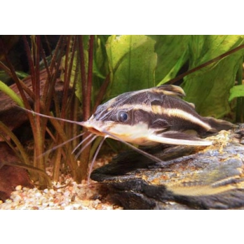 Sum liniowy - Platydora kolczasta -Platydoras armatulus