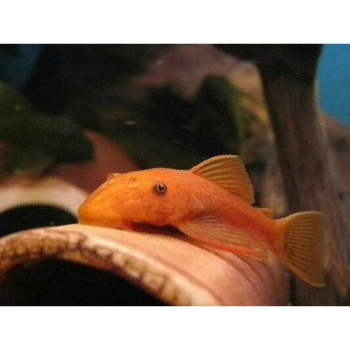 Zbrojnik czerwony - Ancistrus super red