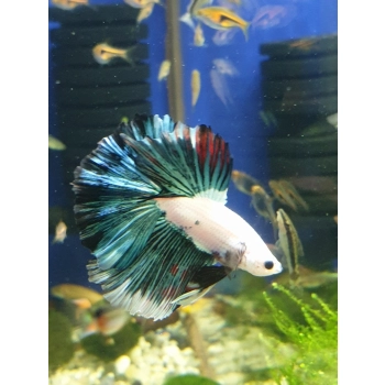 Bojownik samiec różne odmiany - Betta splendens