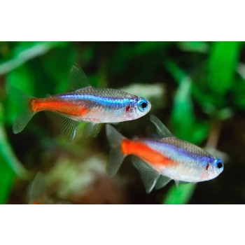 neon innesa wśród roślin akwariowych naturalne środowisko