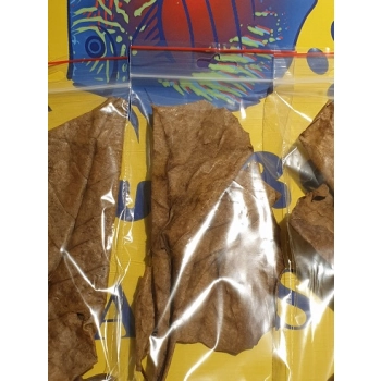 Catappa leaves-duże liście ketapangu