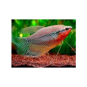 Gurami mozaikowe - Trichogaster leeri