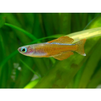 Modrook Paskai - Pseudomugil Paskai